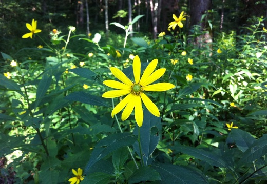 Sheltowee Trace, Red River Gorge